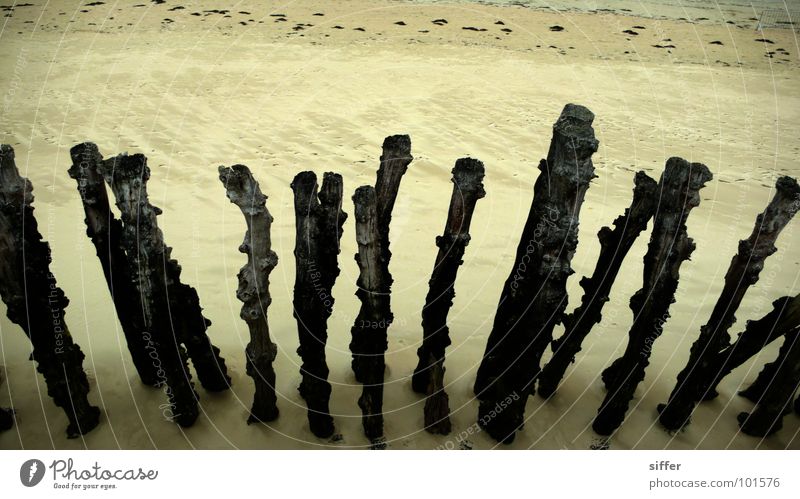 Strandkamm (od.Flutbrecher) Meer Holz Baumstamm schwarz gelb beige aufgereiht Vogelperspektive Rauschmittel Ebbe nass morsch Meerwasser Küste Erde Sand Q. max