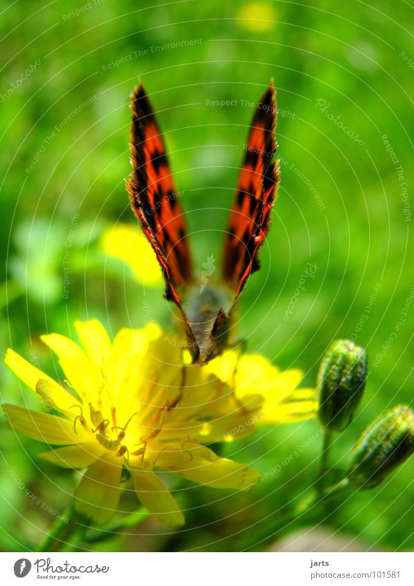 \flügel/ Schmetterling Wiese Blume Sommer Abheben schön Flügel Bündel Farbe jarts Luftverkehr