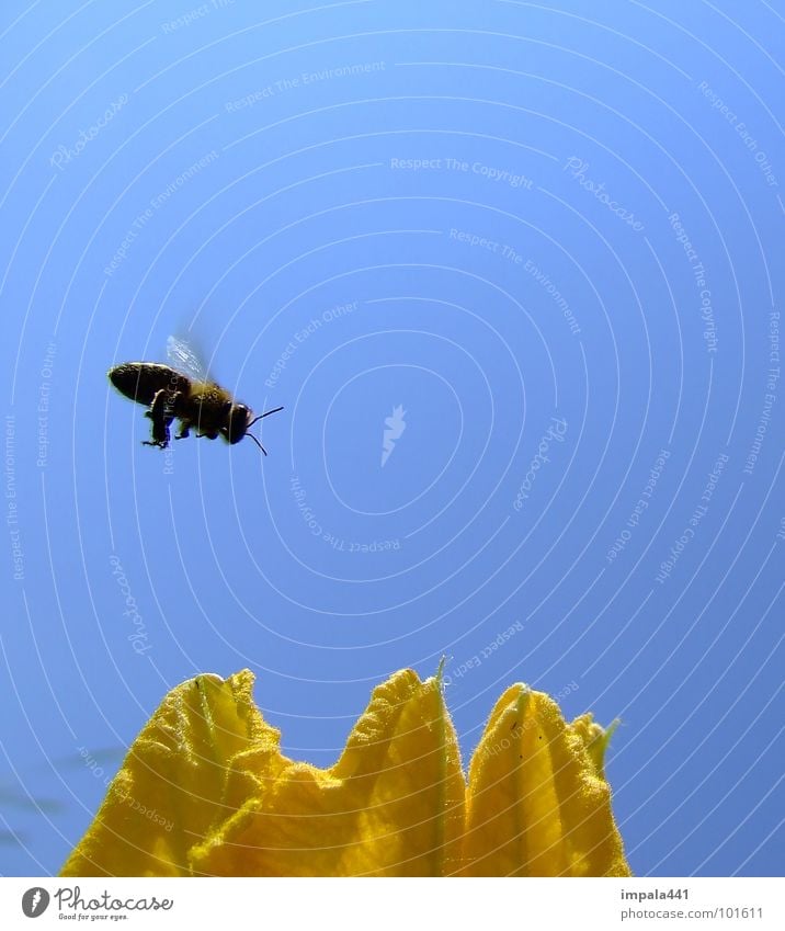 biene im anflug Biene Honig Blüte Blume Insekt Sommer gelb fliegend einfach blau Flügel Vor hellem Hintergrund Freisteller bestäuben