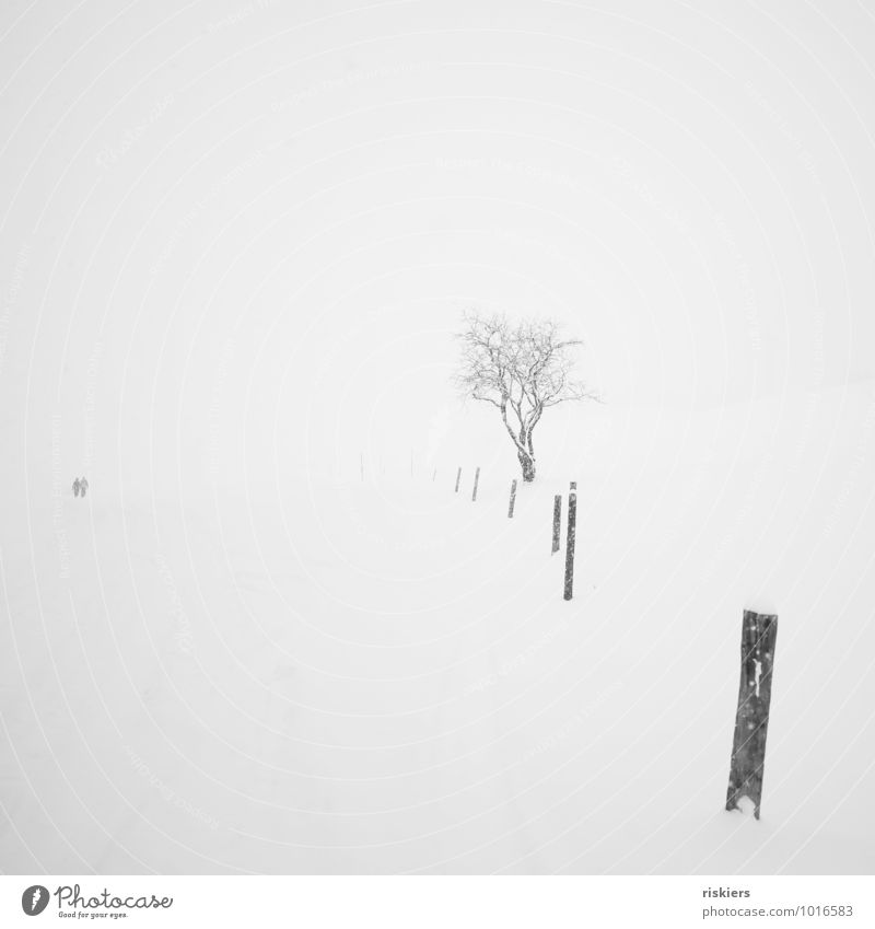 into nothingness 2 Mensch Umwelt Natur Landschaft Pflanze Winter Wetter Schnee Schneefall wandern ruhig Einsamkeit Idylle Wege & Pfade Ferne Baum Zaun