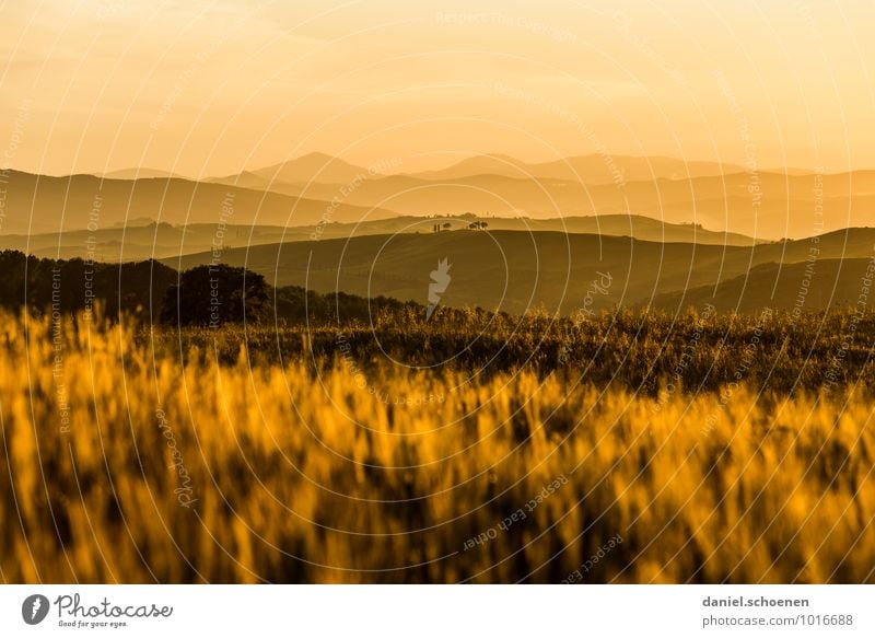 Toskana goldgelb Natur Landschaft Sonnenaufgang Sonnenuntergang Sonnenlicht Gras Nutzpflanze Hügel ruhig Ferien & Urlaub & Reisen Ferne mehrfarbig