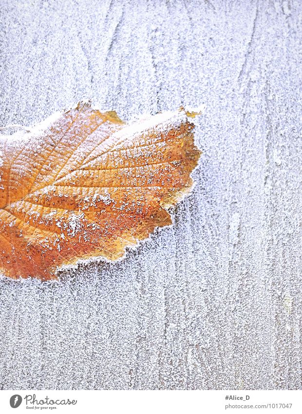 Winterlaub Natur Wetter Eis Frost Blatt Holz außergewöhnlich natürlich braun gold orange weiß "winterzeit Bodenfrost Kältefrost Jahreszeit Naturdetails