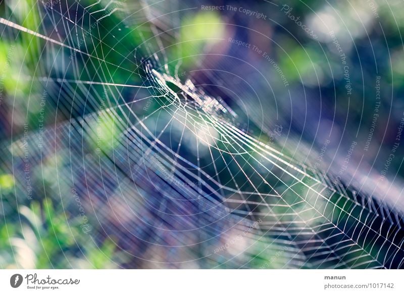 Gespinst Natur Tier Wildtier Spinne Spinnennetz bedrohlich natürlich Genauigkeit Leichtigkeit Netzwerk Präzision gefährlich Falle Hinterhalt Farbfoto