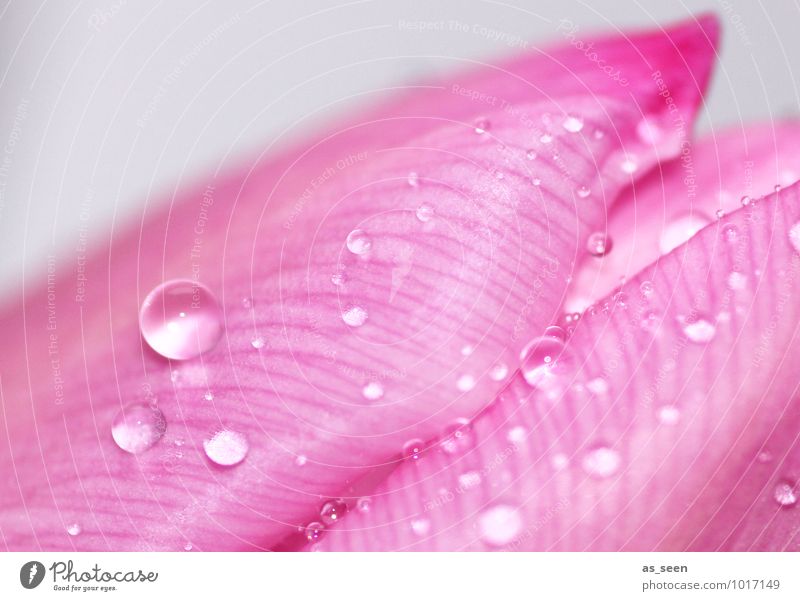 Fresh in pink elegant schön Lippenstift Nagellack Rouge Wellness Leben Valentinstag Hochzeit Frühling Sommer Regen Blume Tulpe Blüte Blütenblatt Blühend