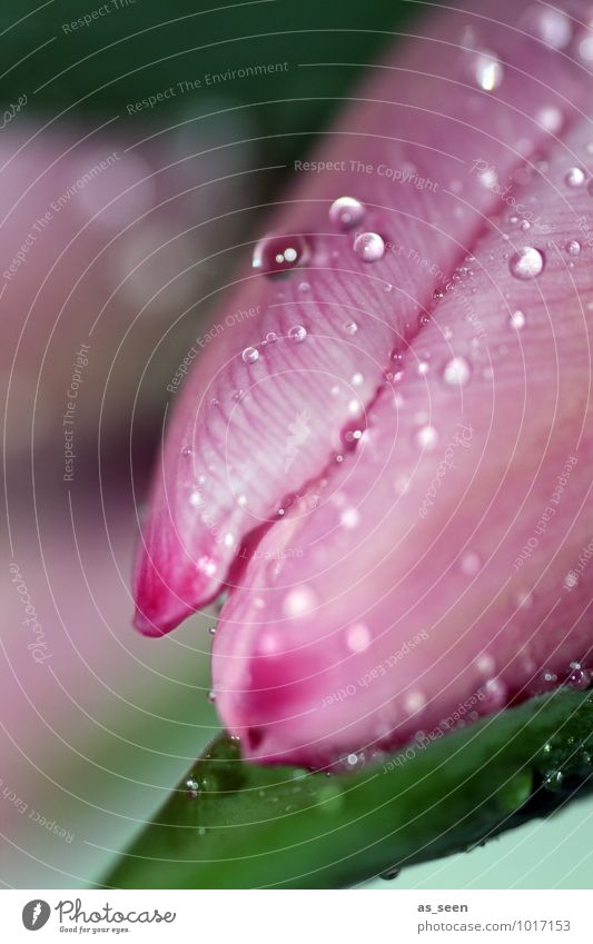 Pink blossom elegant Wellness Leben Hochzeit Geburtstag Umwelt Natur Pflanze Wassertropfen Frühling Sommer Regen Blume Tulpe Blüte Blütenblatt Garten Tropfen