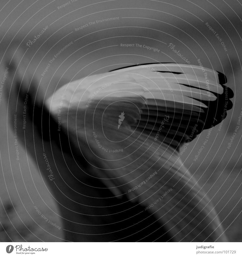 Flügelschlag Vogel Feder Möwe Lachmöwe Beginn Tier schwarz weiß Schwarzweißfoto Kraft fliegen Luftverkehr