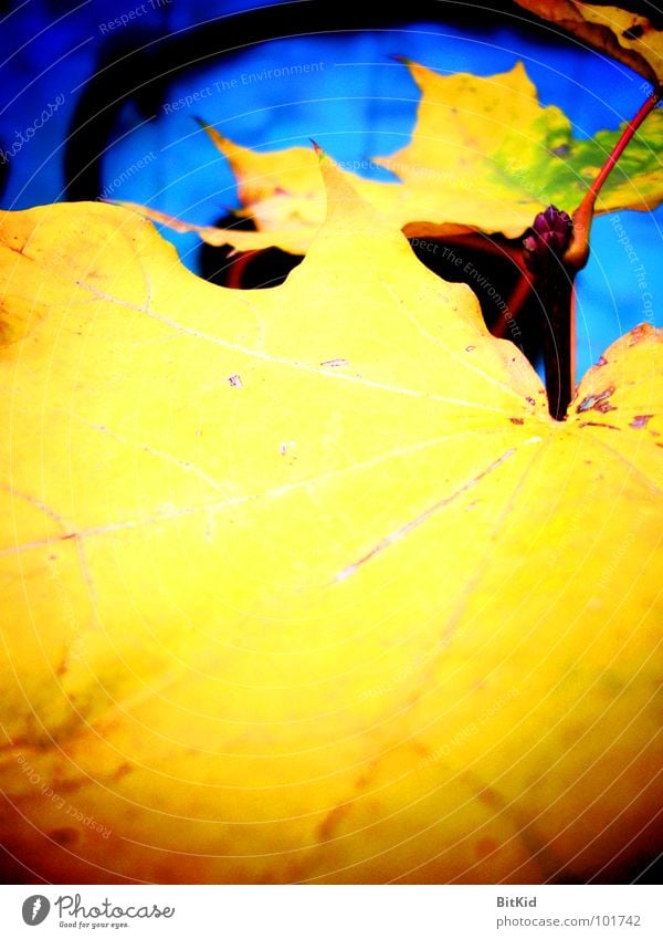 ahorn & bhorn Ahorn gelb Wegrand Herbst Blatt blat grafitti Kontrast blau hochkant