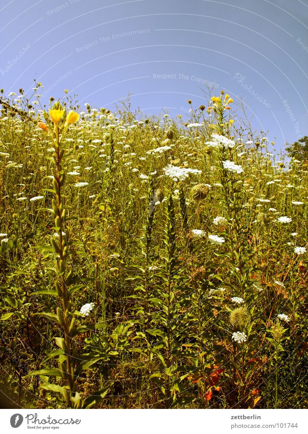Alm Wiese Blume Blüte Gras Halm Hügel Romantik Allergiker Weide Berge u. Gebirge kuppe allergisch spyri Unkraut