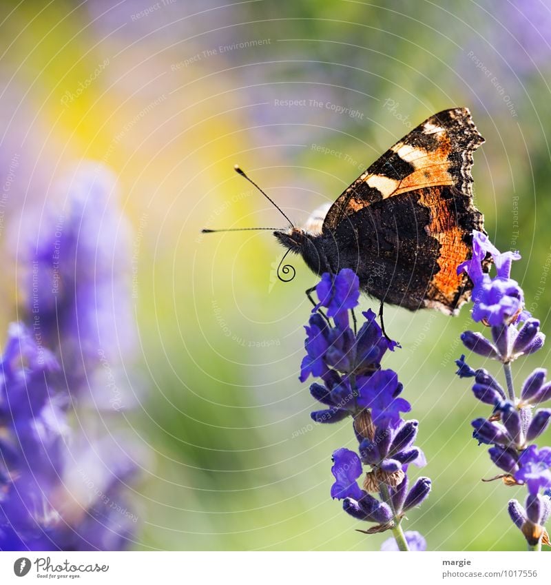Ein Schmetterling auf Lavendelblüten Umwelt Natur Pflanze Tier Sommer Blume Blüte Wildtier 1 ästhetisch blau schön Freiheit Freude Neugier Fühler Heilpflanzen