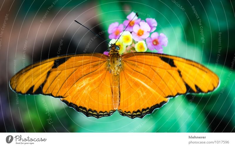 Julia Heliconian Dryas Julia exotisch schön Garten Natur Tier Schmetterling Flügel fliegen natürlich wild braun grün rot Helikonisch orange Insekt farbenfroh
