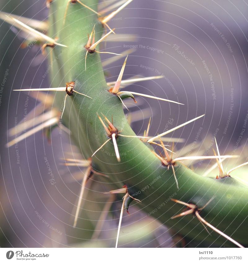 Vorsicht Stacheln! Natur Pflanze Sommer Blume Kaktus Blatt Grünpflanze Topfpflanze Park außergewöhnlich bedrohlich exotisch fest gigantisch Spitze stachelig