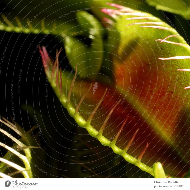 Fleischfresser der 2. Pflanze grün rot Fressen gefangen Makroaufnahme Nahaufnahme Venusfliegenfalle Sonnentaugewächse lockstoffe Ernährung Hinterhalt