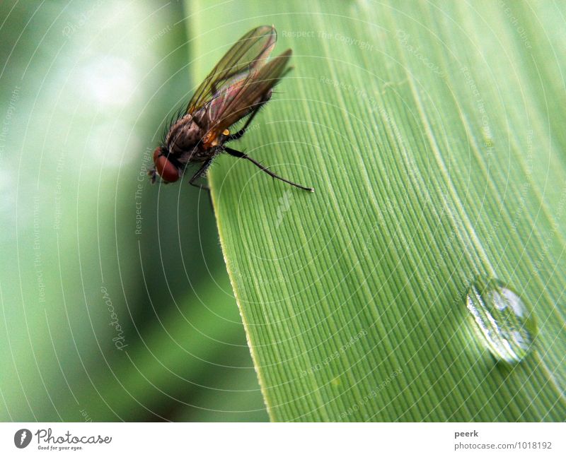 Fliege auf Schilfblatt Frühling Sommer Klima Klimawandel Pflanze Gras Sträucher Moor Sumpf Teich See Tier 1 authentisch frisch grün Farbfoto Außenaufnahme