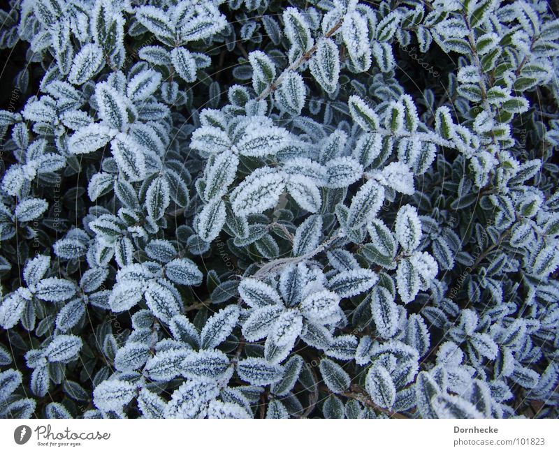 Dezemberfrost1 kalt Winter Pflanze Überleben Natur Frost schön Schutz