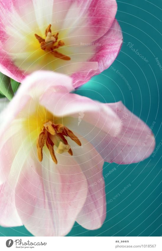 Frühling Lifestyle Wellness Umwelt Natur Pflanze Tulpe Blatt Blüte Blütenstempel Blüteninneres Pollen Blüttenblatt Blühend leuchten gelb rosa türkis weiß Freude