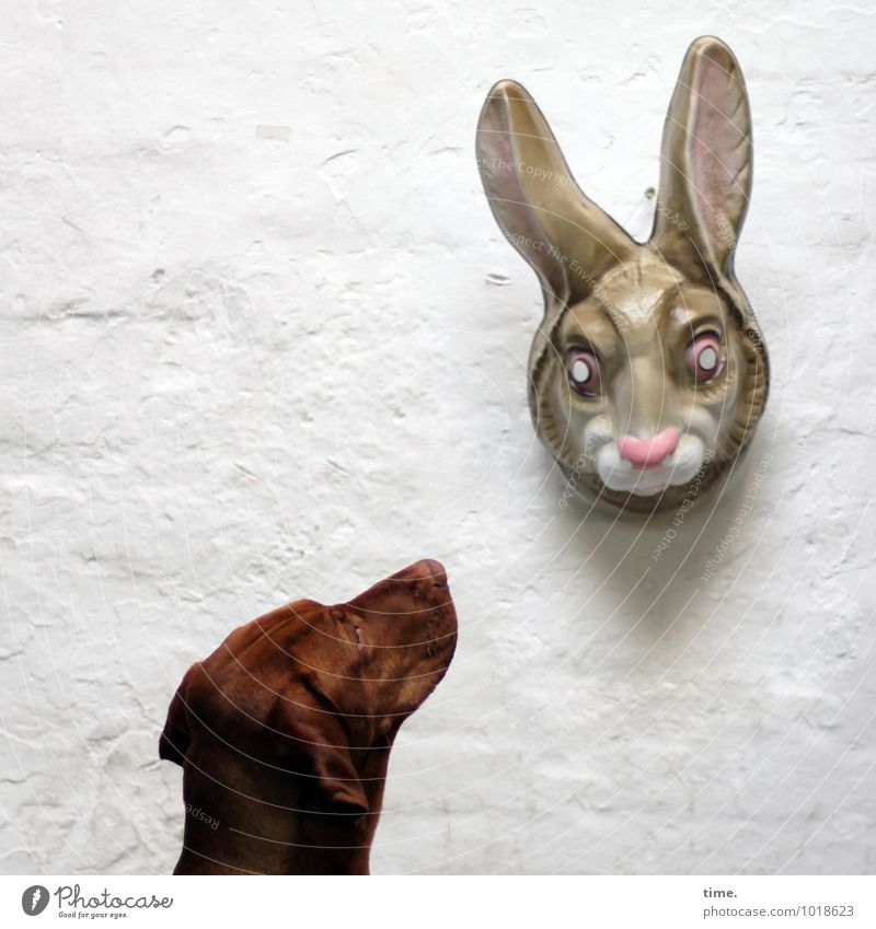 STUDIO TOUR | Der Fachmann staunt Maske Mauer Wand Tier Haustier Hund Tiergesicht Fell Hase & Kaninchen Kunststoff beobachten hängen warten Tierliebe Begierde