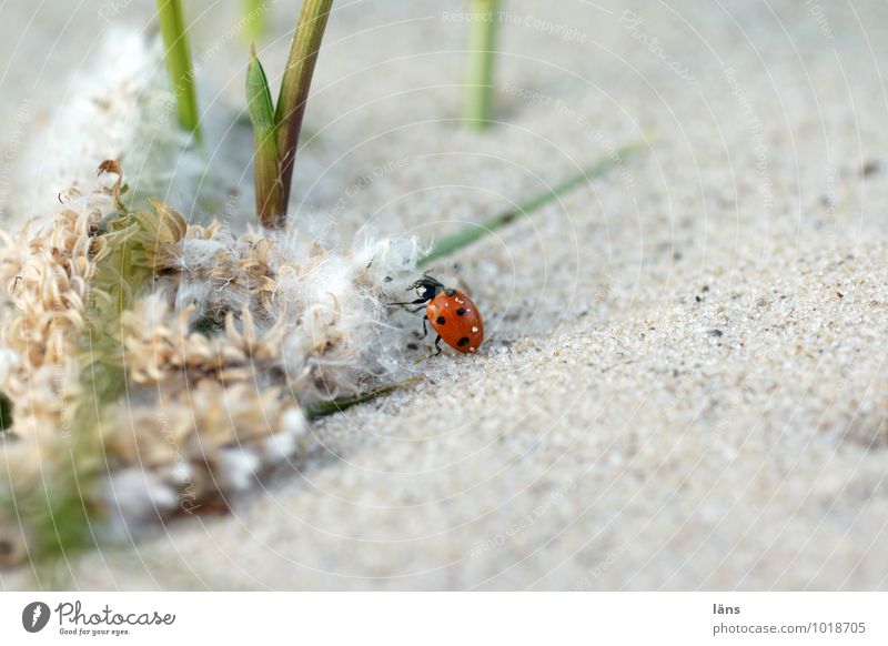 Wandertag Umwelt Natur Landschaft Sand Sommer Pflanze Gras Küste Flussufer Tier Käfer Marienkäfer 1 Bewegung entdecken gehen krabbeln Beginn einzigartig