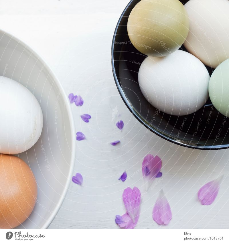 Gelege Lebensmittel Bioprodukte Schalen & Schüsseln Ostern liegen Sicherheit Schutz Ei Blütenblatt Eierschale mehrfarbig Innenaufnahme Menschenleer