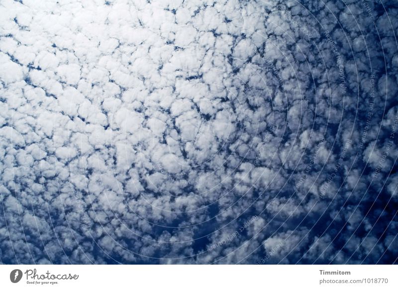 Himmelshirn. Umwelt Natur Wolken Sonnenlicht Sommer Schönes Wetter Dänemark Blick ästhetisch natürlich blau Gefühle Farbfoto Außenaufnahme Menschenleer Tag
