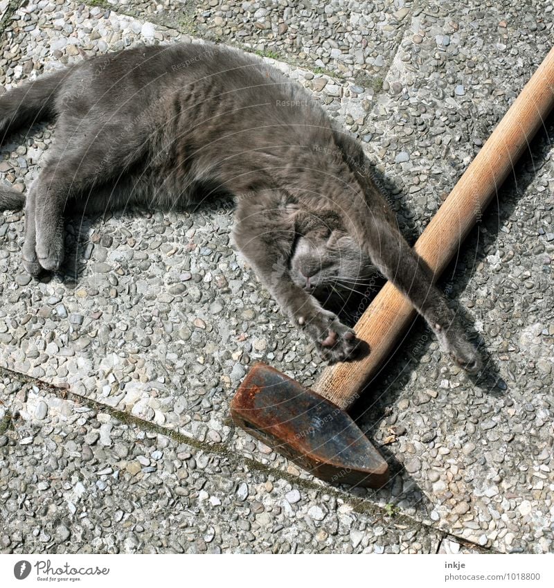 Kuschelmodus an Vorschlaghammer Hammer Haustier Katze 1 Tier vorschlaghammer Erholung genießen liegen schlafen außergewöhnlich kuschlig lustig Gefühle Stimmung