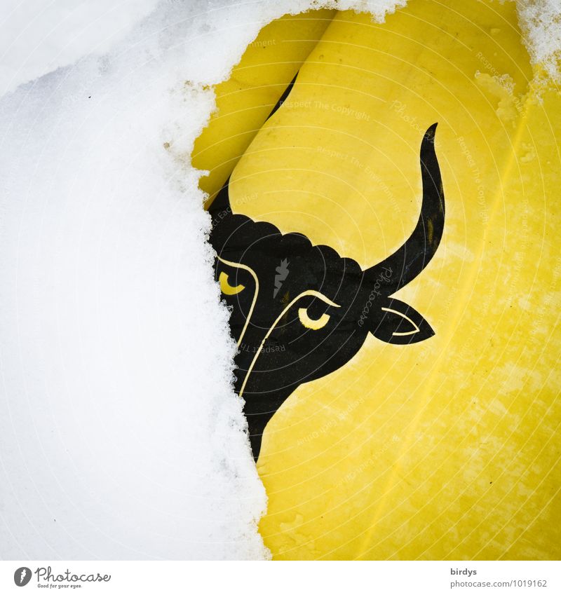 Kanton Uri Winter Schnee Schweiz Fahne Wappen Wappentier Zeichen Blick lustig gelb schwarz weiß Identität Tradition Auge Bulle Anschnitt Kopf Farbfoto