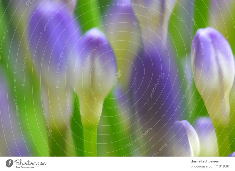 Knospen Blüte Blume abstrakt Hintergrundbild Unschärfe violett grün Frühling Sommer Lilien maigrün Makroaufnahme Nahaufnahme Detailaufnahme blau Blütenknospen
