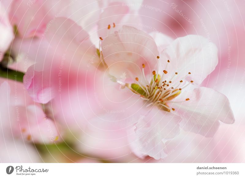 Mädchenbild schön rosa Natur Pflanze Frühling Sträucher Blüte hell weiß Farbfoto Makroaufnahme Menschenleer Textfreiraum links Textfreiraum rechts