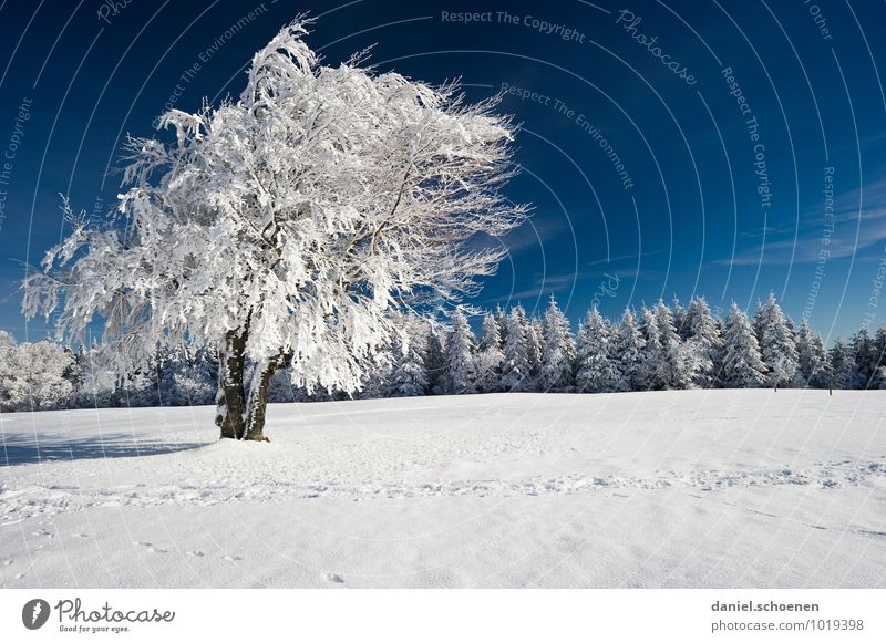 einen habe ich noch ! Natur Landschaft Wolkenloser Himmel Eis Frost Schnee Baum Wald blau weiß Außenaufnahme Menschenleer Textfreiraum rechts Licht Schatten