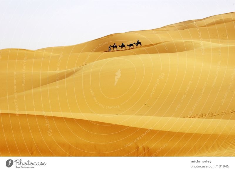 wanderung der krieger wandern Kamel Dromedar Abenteuer Ferien & Urlaub & Reisen Marokko Afrika gelb heiß Glut Einsamkeit Wüste Sand Norden Stranddüne Himmel