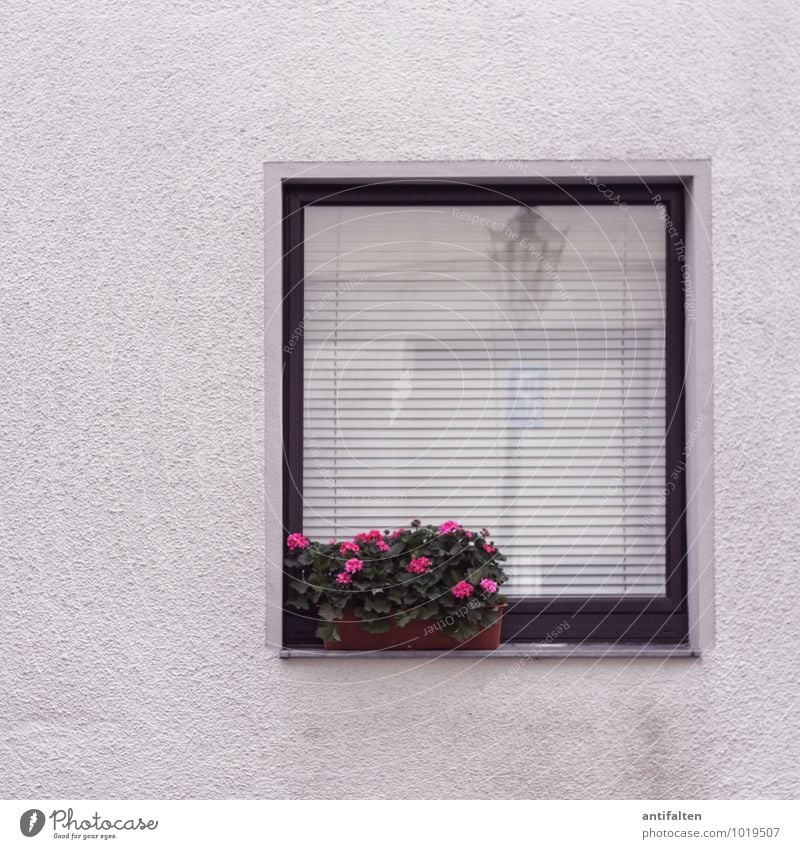 Trister Freitag Düsseldorf Stadt Stadtrand Haus Mauer Wand Fassade Fenster Fenstersims Fensterscheibe Fensterbrett Fensterrahmen Fensterblick Jalousie