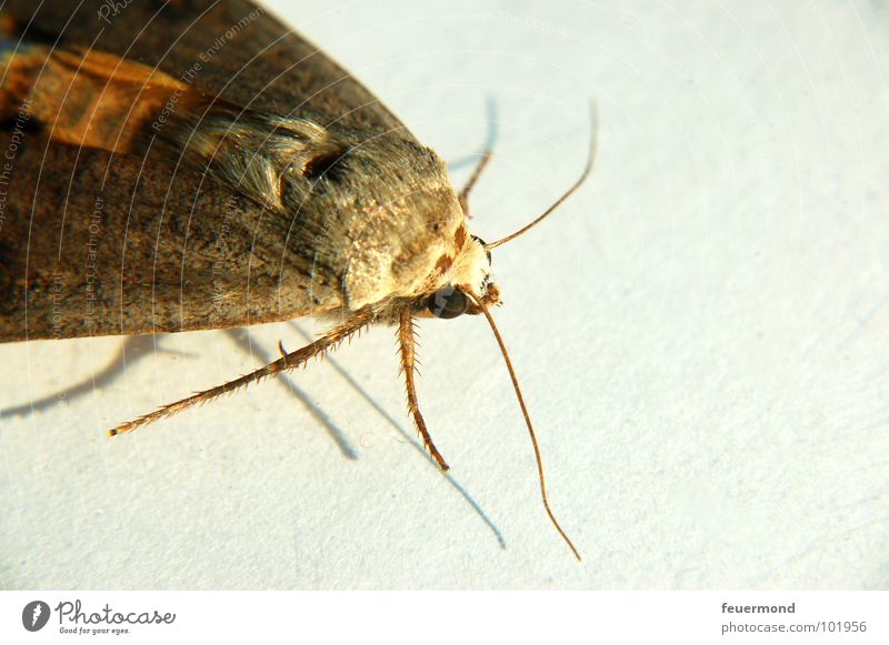 Moni Motte Schmetterling Bekleidung Tier Insekt flattern Ekel Fühler Beine Kleiderschrank Mottenkugeln Tierchen Großschmetterling fliegen Angst Garten