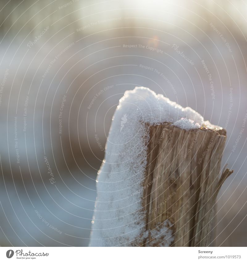 Häubchen Umwelt Natur Winter Schönes Wetter Eis Frost Schnee Wiese Feld Holz kalt Vergänglichkeit Holzpfahl schmelzen Schneeschmelze verweht Farbfoto