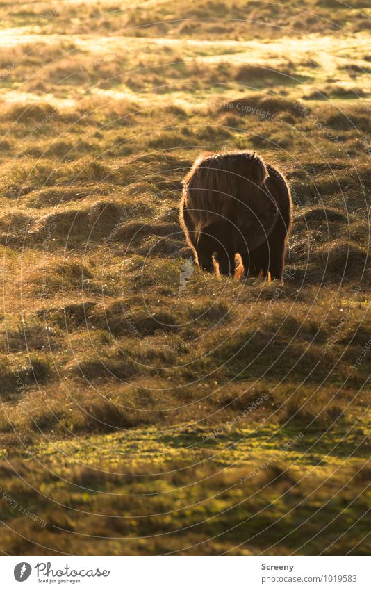 Shetland Pony #5 Natur Landschaft Pflanze Tier Sonne Sonnenaufgang Sonnenuntergang Schönes Wetter Gras Wiese Dünengras Stranddüne Pferd 1 stehen klein braun