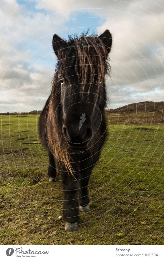 Shetland Pony #7 Natur Landschaft Pflanze Tier Sand Sonne Sonnenaufgang Sonnenuntergang Schönes Wetter Gras Wiese Stranddüne Pferd 1 Blick stehen selbstbewußt