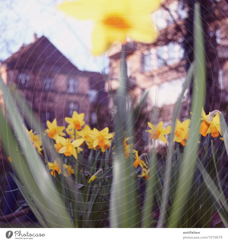 Frühling Häusliches Leben Haus Umwelt Natur Pflanze Erde Wetter Schönes Wetter Blume Blatt Blüte Narzissen Stengel Blütenkelch Garten Park Wiese Düsseldorf
