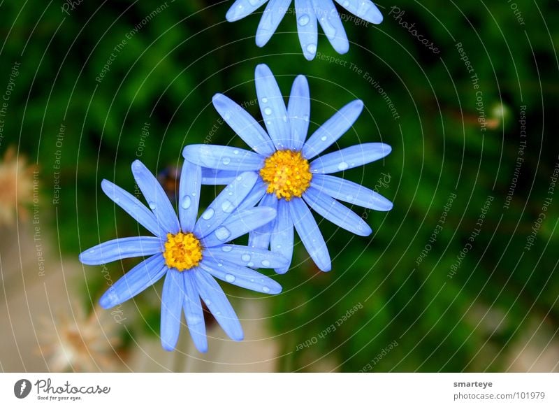 Blue Flower Blume schön nass gelb Pflanze blau Regen Wassertropfen Idylle Garten