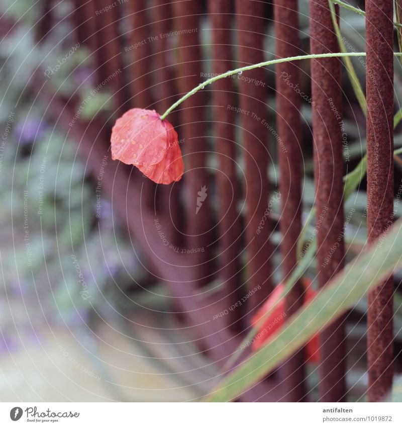 beautiful red poppy Umwelt Natur Pflanze Wassertropfen Sommer Herbst Schönes Wetter Blume Blatt Blüte Klatschmohn Garten Park Stadtrand Zaun Rost Gitter