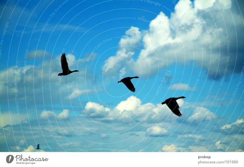 Ausflug Drei Plus Vogel Wolken Süden Schönes Wetter Gans Wildgans lecker Gänsebraten Fernweh Ferien & Urlaub & Reisen Ferne Afrika überwintern Luft Sauberkeit