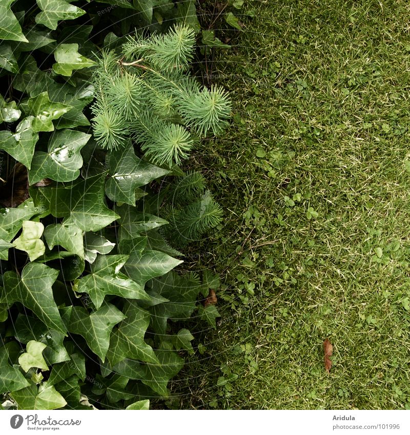 grüüüüünnn grün Efeu Blatt Halm Ecke Strukturen & Formen Pflanze Sommer Garten Park Rasen Natur Ordnung