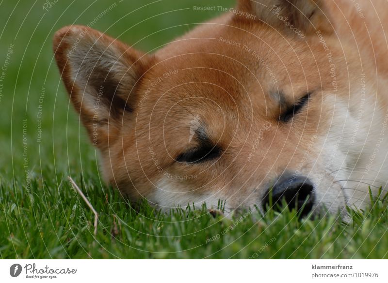 Müde bin ich... Hund 1 Tier schlafen Freundlichkeit Glück niedlich braun grün weiß Zufriedenheit schön Wachsamkeit Müdigkeit genießen Farbfoto Außenaufnahme