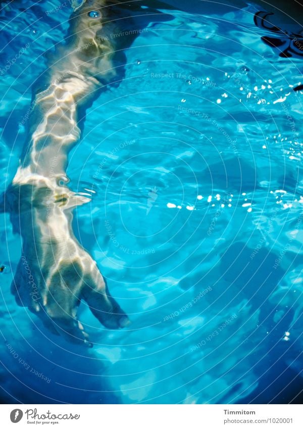 Blau.. Schwimmen & Baden feminin Arme Hand 1 Mensch Schwimmbad Wasser ästhetisch kalt sportlich blau Lebensfreude Farbfoto Außenaufnahme Tag Licht Schatten
