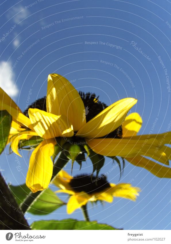 Sonne tanken... Sonnenblume Sommer Physik Wolken Himmel Blüte gelb sunflower Wärme heißt blau clouds sky Perspektive