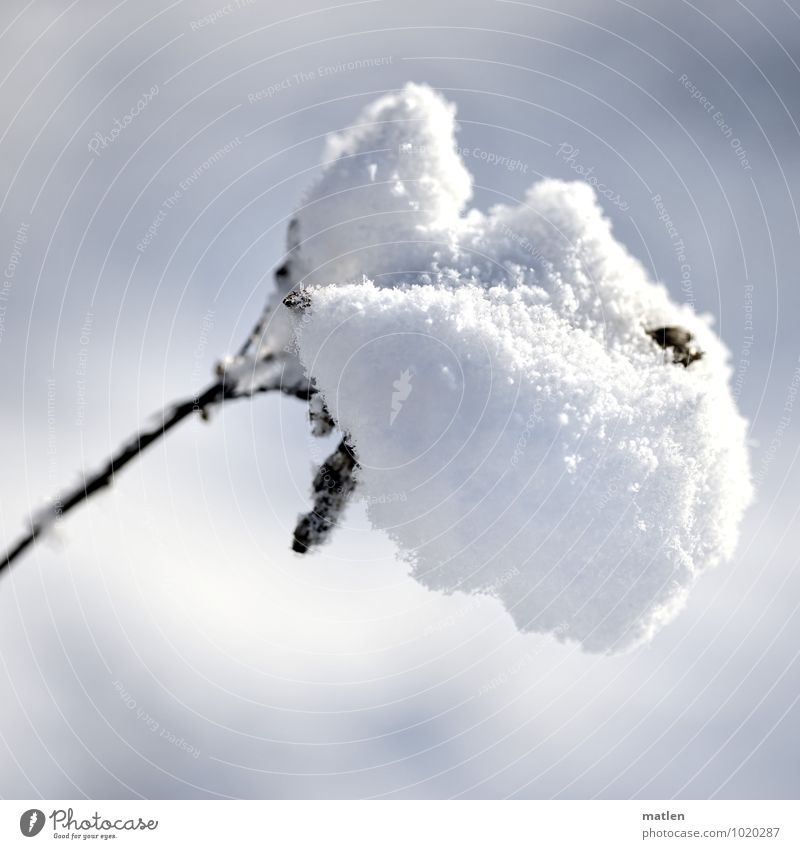 Überlastung Natur Pflanze Winter Wetter Schönes Wetter Eis Frost Schnee Blatt Blüte Wildpflanze tragen Reinheit Gewicht beugen Watte Farbfoto Außenaufnahme
