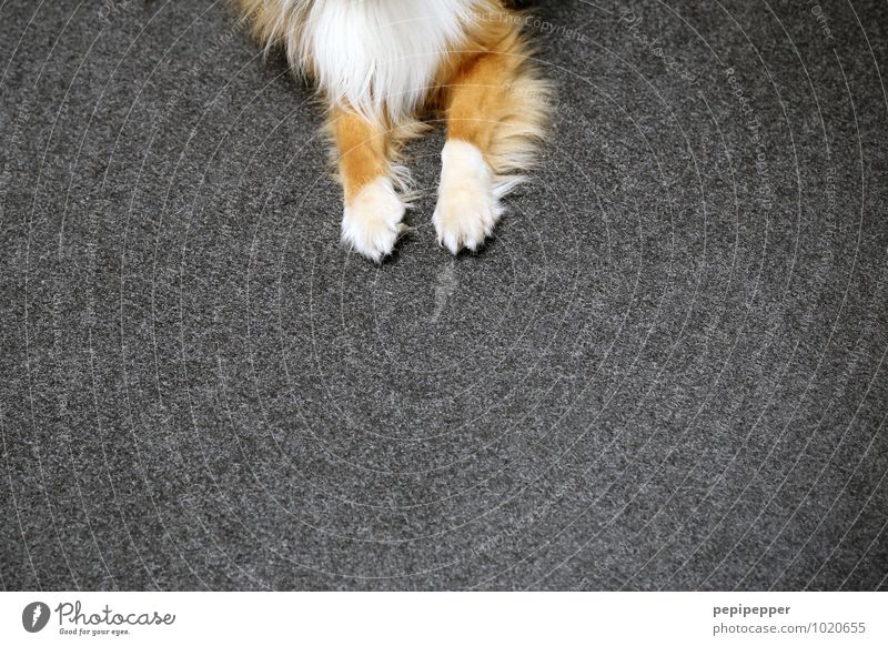 sitzzz! Häusliches Leben Wohnung Teppich Tier Haustier Hund 1 sitzen warten gold grau Tierliebe Wachsamkeit diszipliniert Einsamkeit Erholung Gelassenheit