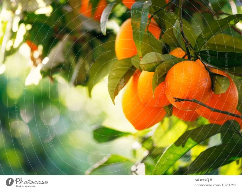 Orangenduft. Umwelt Natur Klima ästhetisch Orangensaft Orangenbaum Orangenschale reif Gesundheit lecker Vitamin C Spanien Mallorca grün Gesunde Ernährung