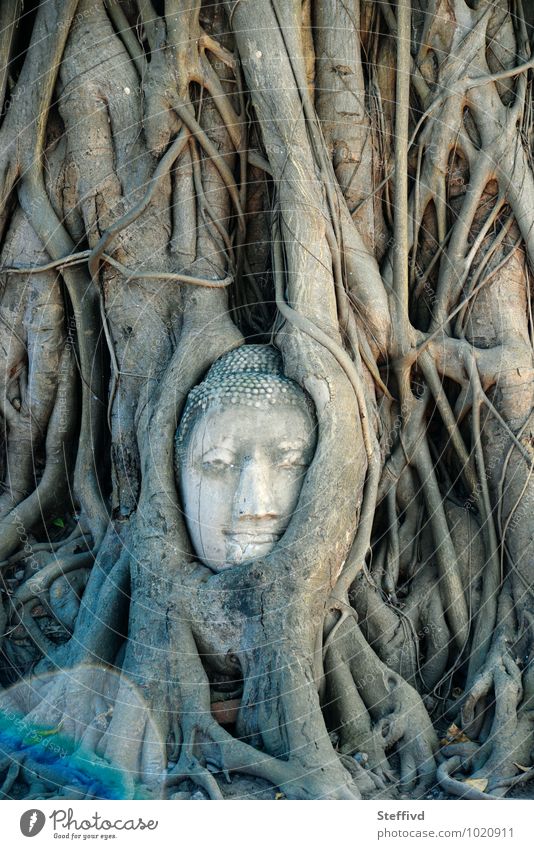 Wat Mahatatat Kunst Skulptur Kultur Natur Pflanze Baum exotisch Tempel Holz Macht Tatkraft Abenteuer Ayutthaya Esprit Spiritualität Buddhismus Vertrauen