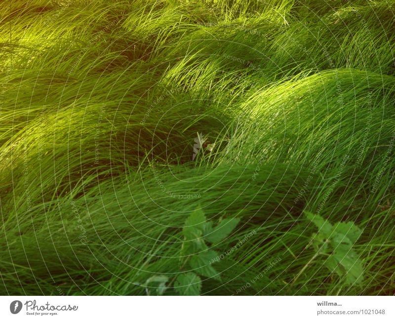 in unserer Erinnerung ist das Gras immer grüner Umwelt Natur Pflanze Wiese Grasland grasgrün Farbfoto Menschenleer