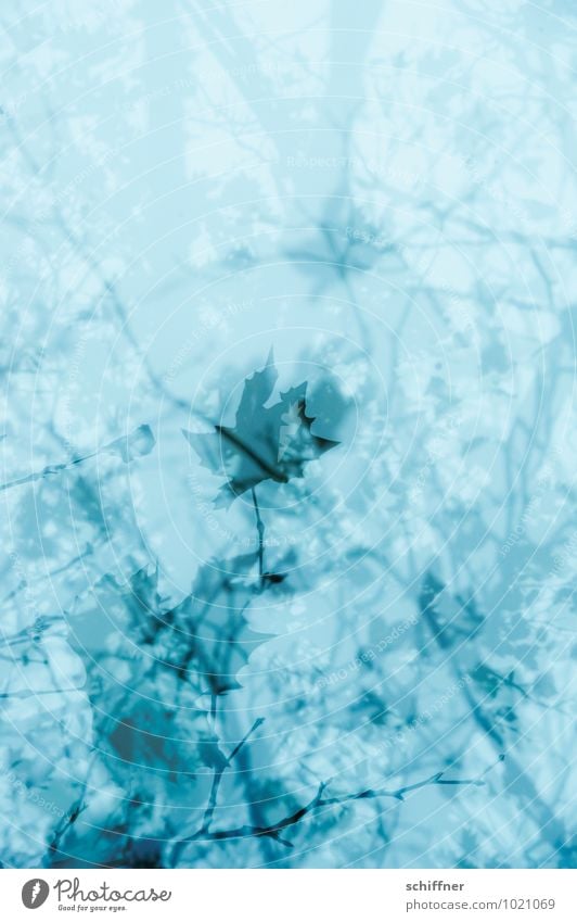 Waldtraum Pflanze Baum blau Doppelbelichtung durcheinander traumhaft träumen Alptraum Trauer Tapetenmuster Muster Blatt Blätterdach Ast Geäst Leichtigkeit