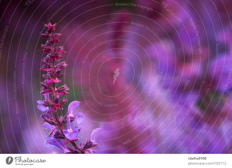 Salbei violett Pflanze Blume Kultur gekrümmt Unschärfe Hintergrundbild Außenaufnahme Farbe mehrfarbig Gesundheit Makroaufnahme Nahaufnahme Abstrahierend
