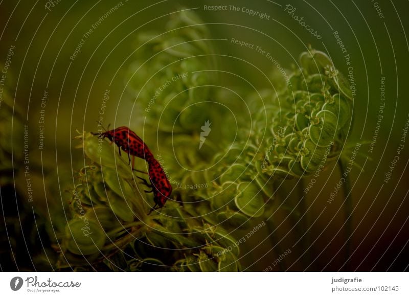 Gestreift Kerbel Wiesenkerbel rot schwarz Wanze Insekt Wachstum gedeihen Umwelt gestreift Pflanze grün Tier Farbe streifenwanze Käfer Natur Leben paarweise